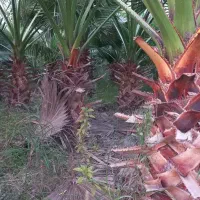 فروش پالم واشنگتنی تنه قرمز