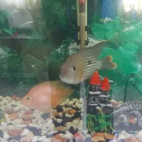 ماهی گرین ترور و پرت|ماهی|قزوین, |دیوار