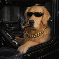 گردش و مراقبت از سگ