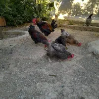 مرغ و خروس|پرنده|شیراز, دروازه قران|دیوار