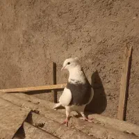 طوقی فروشی|پرنده|مبارکه, |دیوار