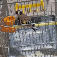سهره