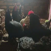 فروش مرغ و خروس مرندی