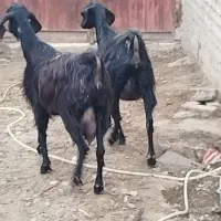 دوبزدورگ پاکستانی کل جوان خیلی شیرا با دوبزغاله نر