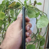 iPhone se 2020|موبایل|قائن, |دیوار