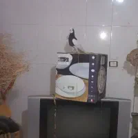 کفتر|پرنده|میان جلگه, |دیوار