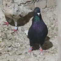 دم سفید نر|پرنده|کارون, |دیوار