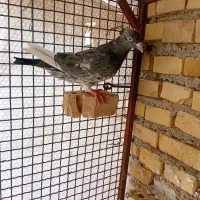 سراه خرمشهر کوی مندلی
