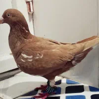 فروش کبوتر میلیمنز ماده