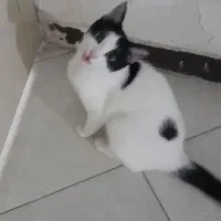 گربه  dsh باهوش