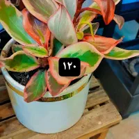 گیاه|گل و گیاه طبیعی|مشهد, تبادکان|دیوار