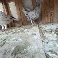 سار سرور کاکلی نوک گنده