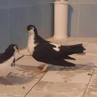 دوتا کبوتر ساده مادر و بچه تخفیف هم پای تحویل|پرنده|مشهد, آزادشهر|دیوار