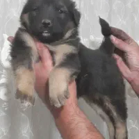 توله ژرمن شولاین ماده هست|سگ|تهران, جوادیه|دیوار