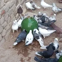 کاشان کفتر