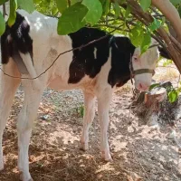 گاو و گوساله|حیوانات مزرعه|اسیر, |دیوار