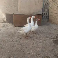 فروش غاز