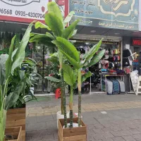 درختچه پرنده بهشتی ۱۴برگ بزرگ لمسی وارداتی