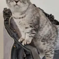 گربه