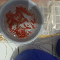 ماهی قرمز عید|ماهی|کشکوئیه, |دیوار