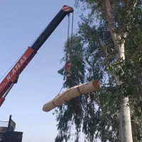 چوب قطر بالا اکال مورد مرکبات نوع تنه کنده درخت