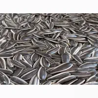 ۴۰۰کیلو تخمک آفتاب گردان خارجی درشت s400|عمده‌فروشی|شیراز, سعدیه جنوبی|دیوار