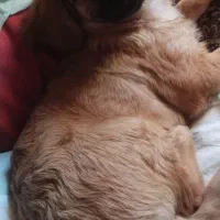 واگذاری یک قلاده سگ نژاد شیتزو|سگ|اردبیل, |دیوار