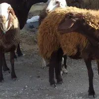 میش.بره.شیشک|حیوانات مزرعه|بوئین و میاندشت, |دیوار