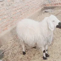 ستا بره ویک کهره ودوتا میش|حیوانات مزرعه|بیرجند, |دیوار