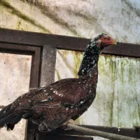 لاری|پرنده|رودسر, |دیوار