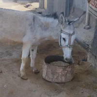 خر جوان|حیوانات مزرعه|کوهدشت, |دیوار