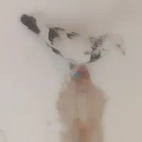 سوسکی / پلنگ