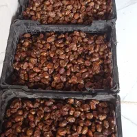 خرما  خضراوی