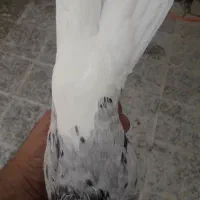 کبوتر دم سفید|پرنده|شوشتر, |دیوار