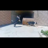 واگذاری یک جفت سگ گله ونگهبان