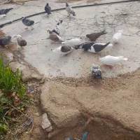 کفتر|پرنده|بجنورد, |دیوار