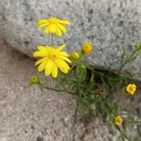 شربت گیاهی