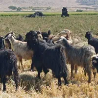 ده جفت بز درجه یک|حیوانات مزرعه|مرودشت, استادیوم‎|دیوار