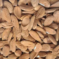 خرید و فروش بادام