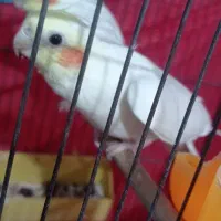 تعدادی عروس هلندی. لوتینیو. مرواریدی|پرنده|فردیس, فرامرزیه|دیوار