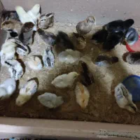 جوجه ۱۰روزه