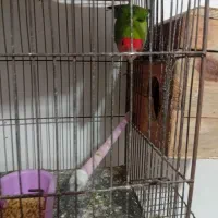 یک جفت برزیلی سبز|پرنده|الوند, |دیوار