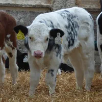 قطبه گوساله‌ سمینتال|حیوانات مزرعه|مرودشت, رودبال|دیوار