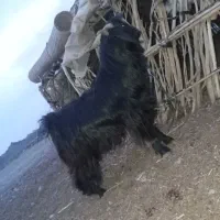 گوسفند پاچن