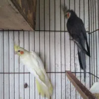 عروس هلندی مولد با ۳جوجه