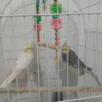 عروس هلندی تخم گذار