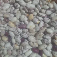 لوبیاچیتی خوشبخت امسالی