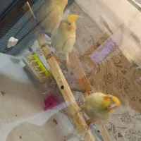 عروس دو ماهه