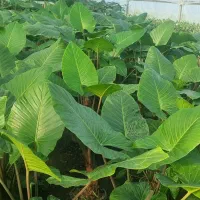 بابا آدم تنه قرمز