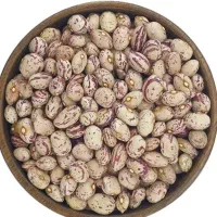 لوبیا